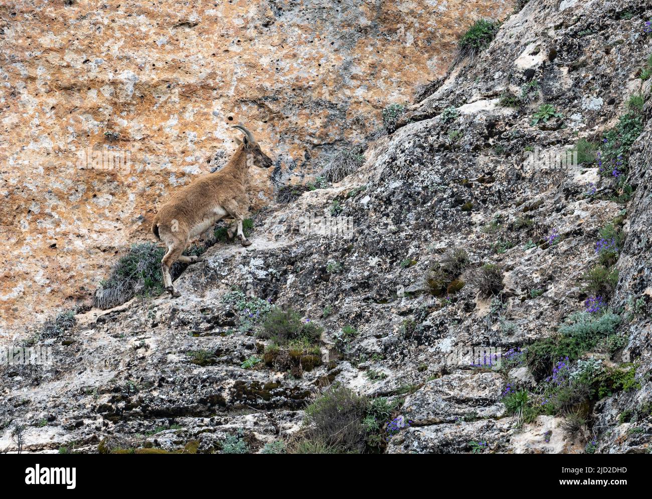 Eine wilde Ziege (Capra aegagrus) auf einer felsigen Klippe des Taurusgebirges. Aladaglar Nationalpark, Niğde, Türkiye. Stockfoto