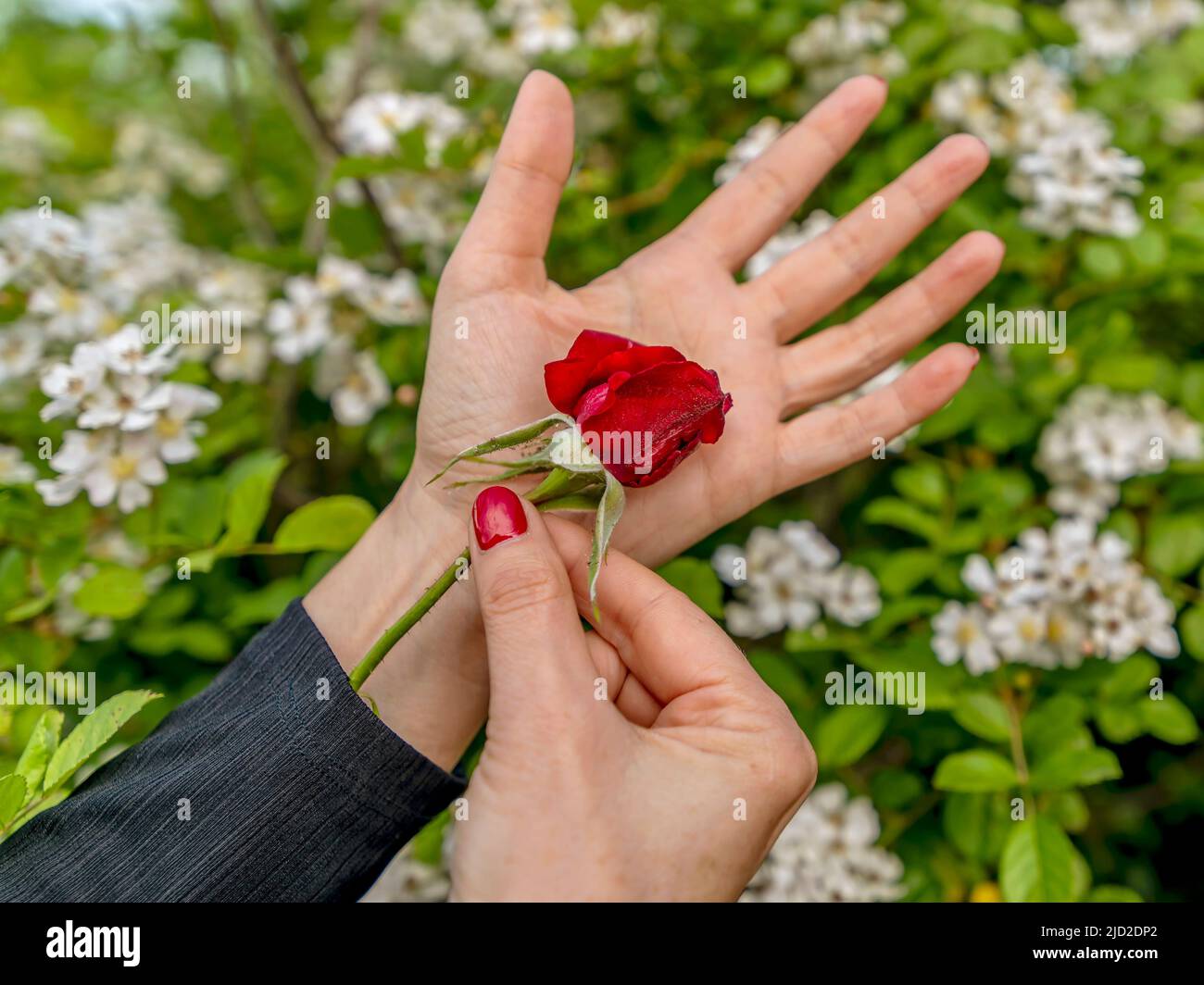 Eine Frau zieht eine rote Rose aus dem Ärmel ihrer Jacke Stockfoto