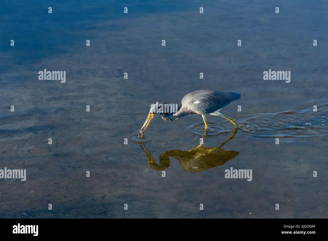 Ein dreifarbiger Reiher, Egretta tricolor, mit einem kleinen Fisch in einem Sumpfgebiet im South Padre Island Birding Center, Texas. Stockfoto