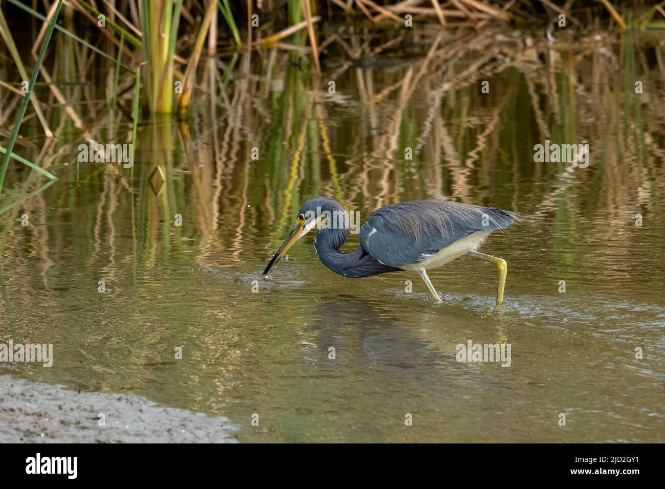 Ein dreifarbiger Reiher, Egretta tricolor, mit einem kleinen Fisch in einem Sumpfgebiet im South Padre Island Birding Center, Texas. Stockfoto