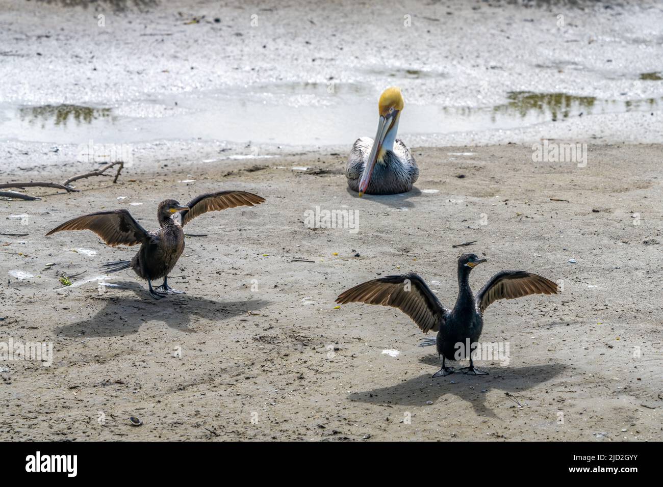 Zwei neotropische Kormorane sprangen ihre Flügel, um sie im South Padre Island Birding Center, Texas, zu trocknen. Ein brauner Pelikan sitzt dahinter. Stockfoto