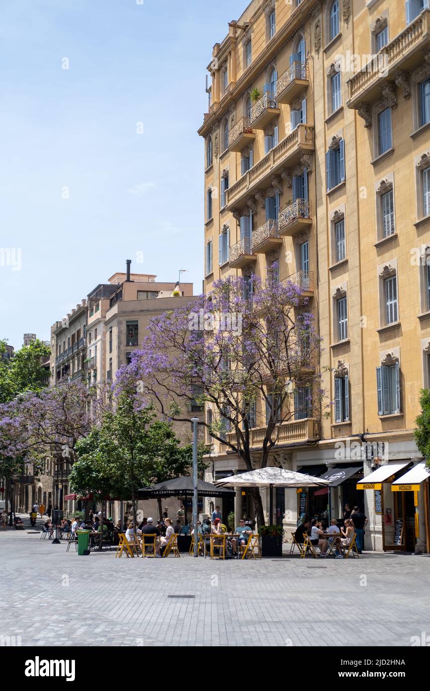 Jacaranda Bäume in der Stadt Barcelona, Spanien. Stockfoto