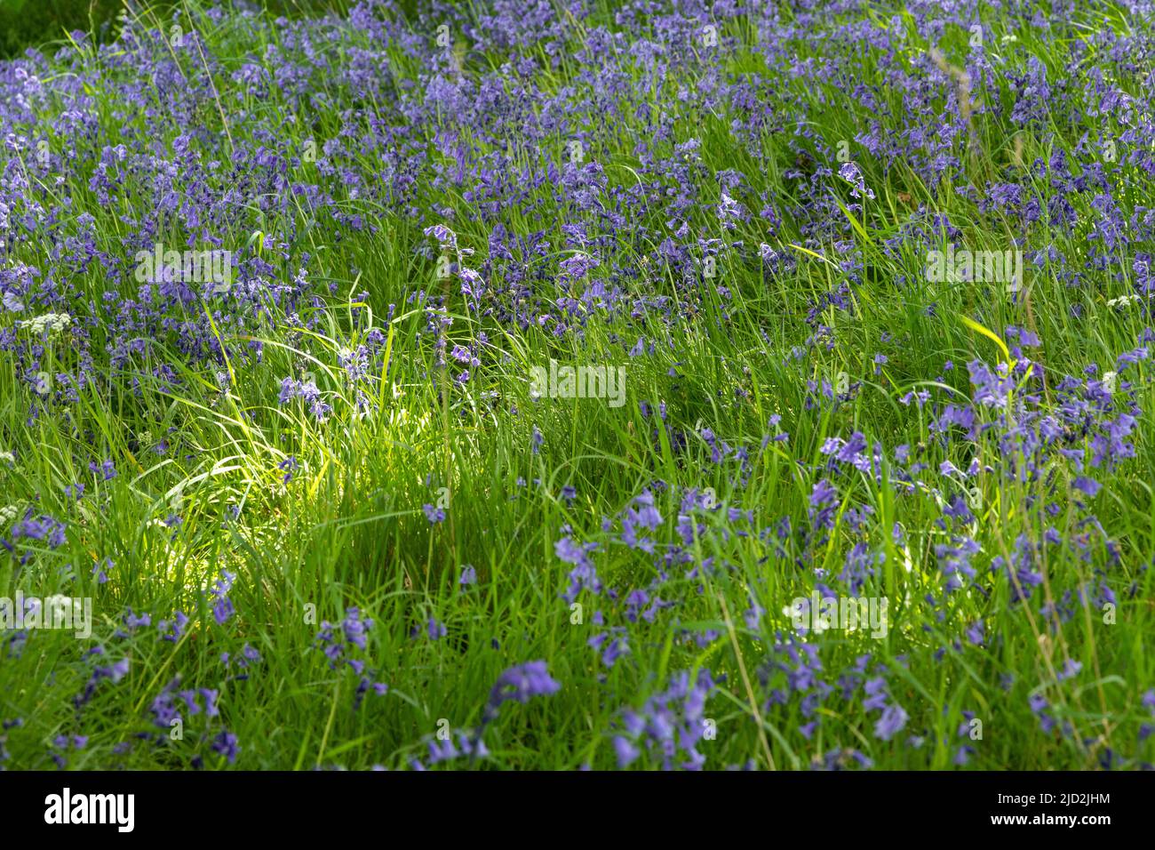 Bluebell Woods, Nordwales Stockfoto