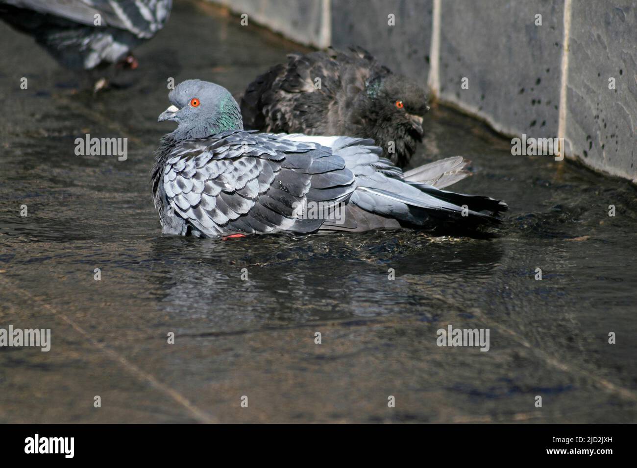 Gemeinsame europäische Taube Baden in Brunnen, Braamfontein, Johannesburg, Gauteng, Südafrika. Stockfoto