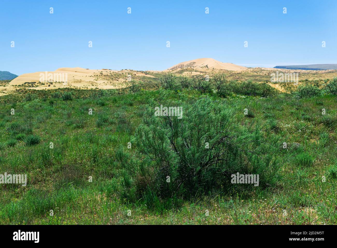 Halbwüstenige, trockene Steppenlandschaft in der Nähe der Sanddüne Sarykum Stockfoto