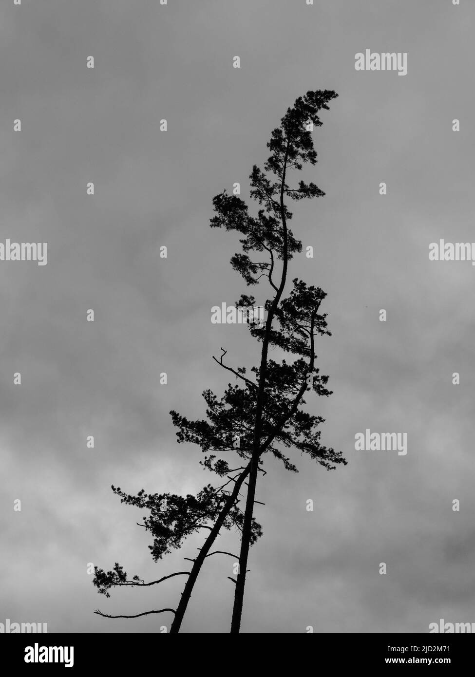 Hohe, krumme Tannenbäume Silhouette in Karlovy Vary oder Carlsbad, Tschechische Republik Stockfoto