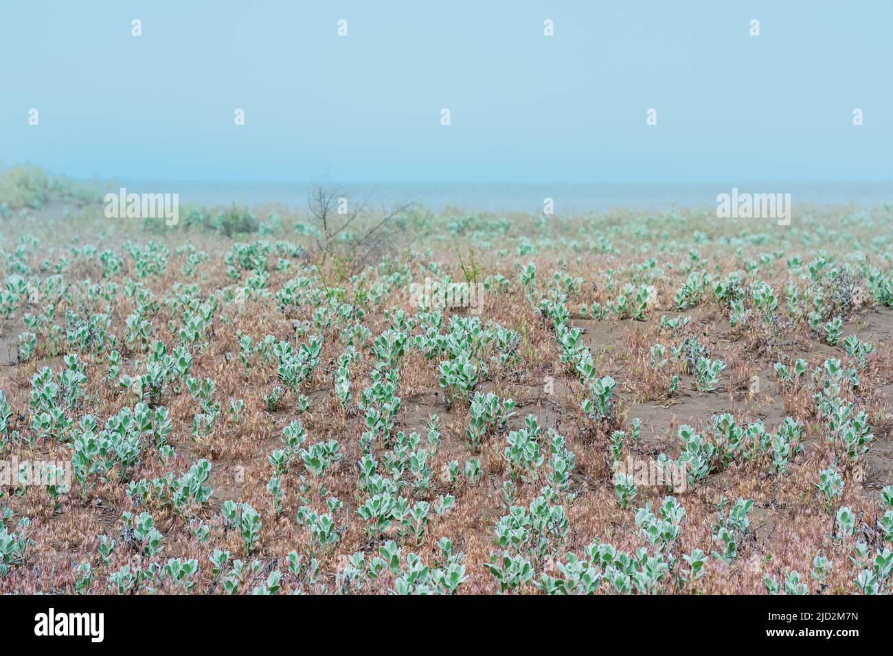 Neblige Küstenlandschaft, sandige Küste des Kaspischen Meeres mit Wüstenvegetation Stockfoto