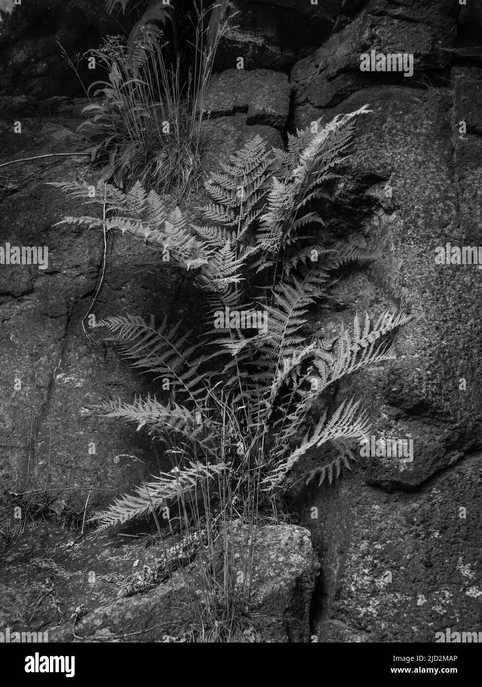 Farn und Felslandschaft Detail in den Wäldern bei Karlovy Vary, Böhmen, Tschechien in Schwarzweiß Stockfoto