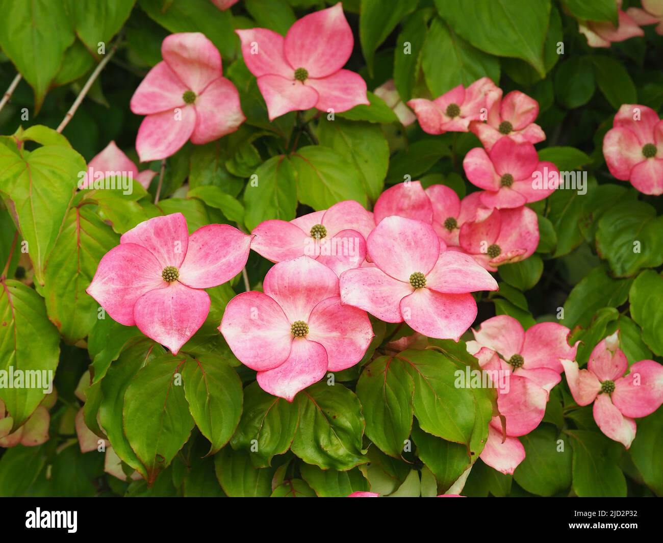 Rosa Blüten auf einem Dogwood Strauch, Cornus kousa Miss Satomi Stockfoto