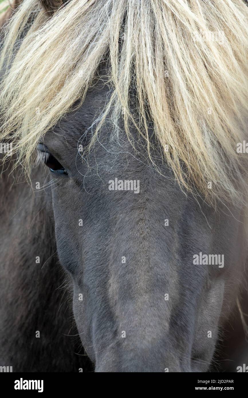 Nahaufnahme eines wunderschönen schwarzen isländischen Pferdes, Island Stockfoto
