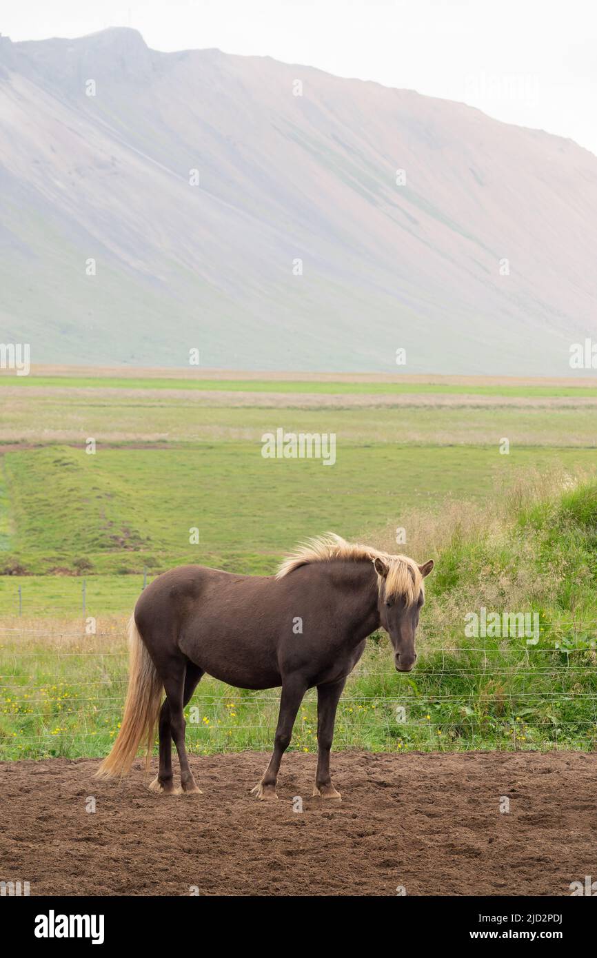 Braunes isländisches Pferd in Island Stockfoto