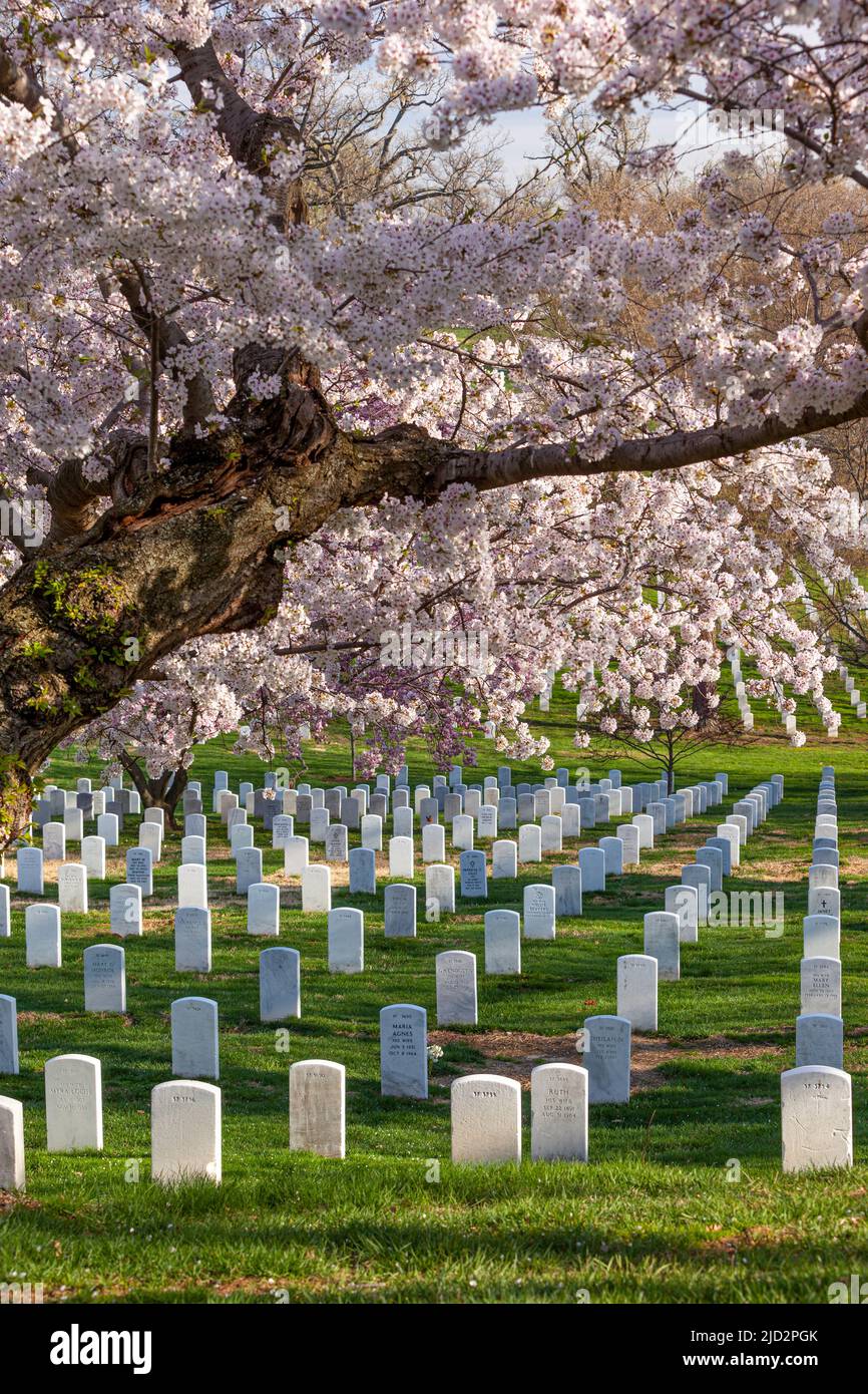 Auf dem Arlington National Cemetery, Arlington, Virginia, USA, blüht ein Kirschbaum über den Grabmarkierungen Stockfoto