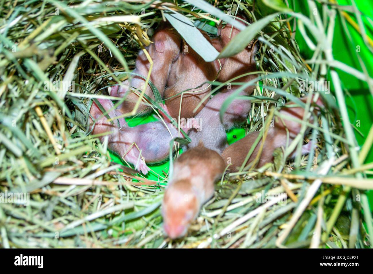 Nahaufnahme des Hamsternests. Viele kleine Hamster im Gras nisten. Neugeborene Hamster. Kleine Nagetiere. Haustiere. Syrische Hamster. Sehr kleine blinde Hamster. Fortpflanzung und Zucht von Haustieren. Nagetier-Jungen Stockfoto