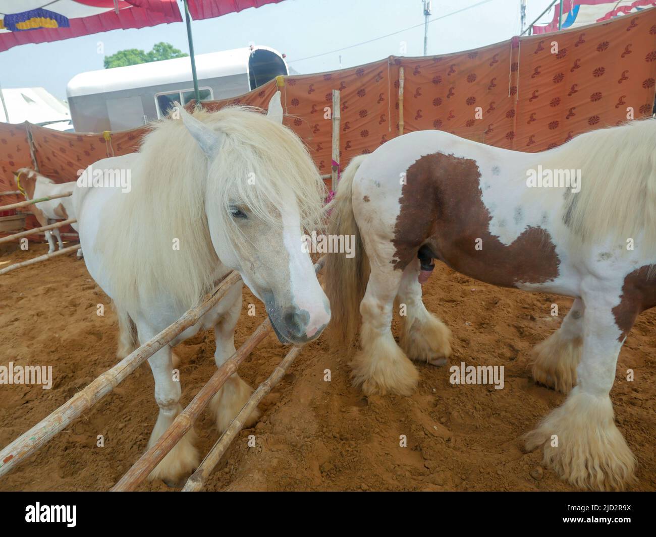 Gypsy Horse ist auch als traditionelles Gypsy Cob, Irish Cob, Gypsy Horse, Galineers Cob oder Gypsy Vanner im Pferdestall bekannt Stockfoto