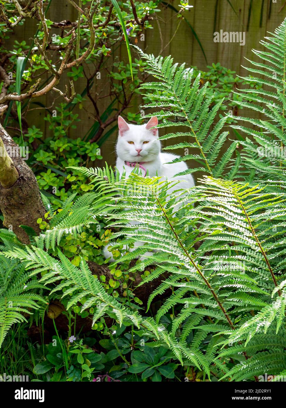 Weiße Katze unter großen Farnen in einem Garten Stockfoto