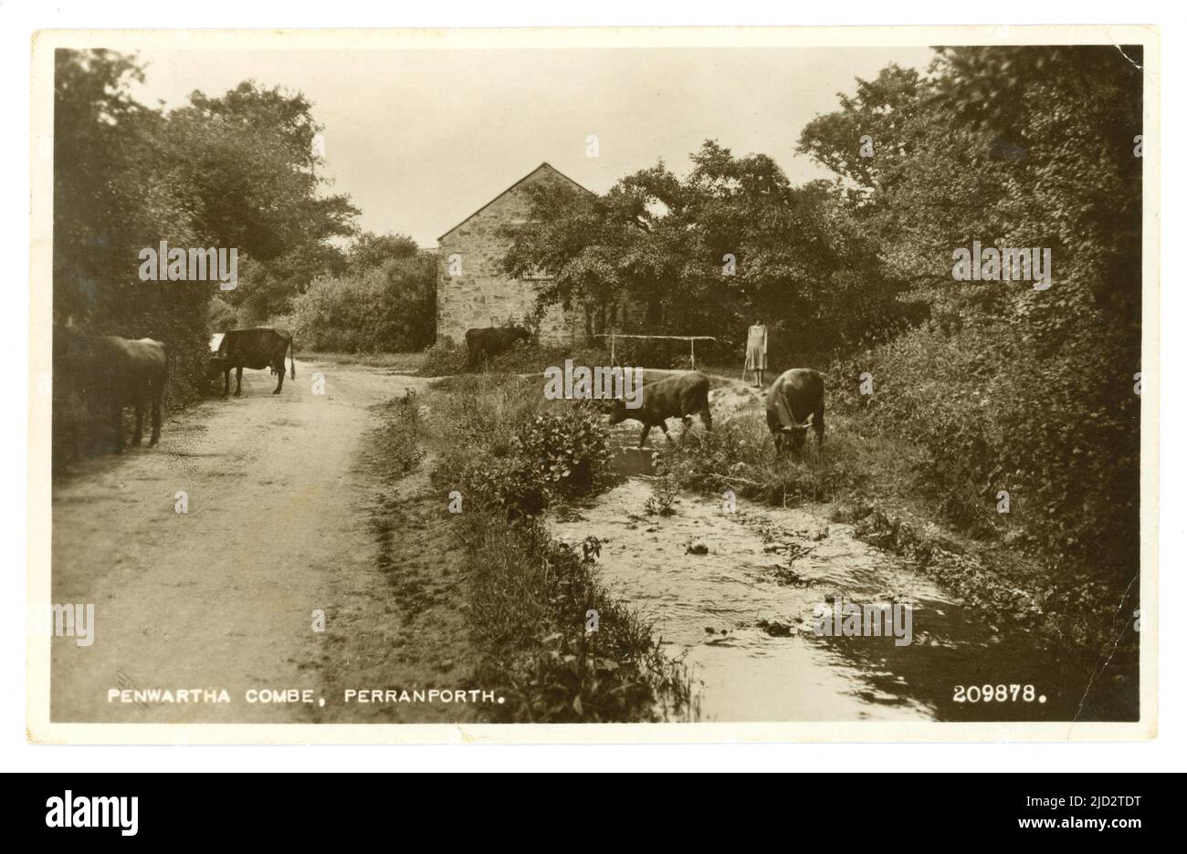 Originalpostkarte aus den 1960er Jahren, Penwartha Coombe mit Blick auf Bolingey, Mädchen, das Kühe über den Penwartha-Bach, Cornwall, Großbritannien, hütet Stockfoto