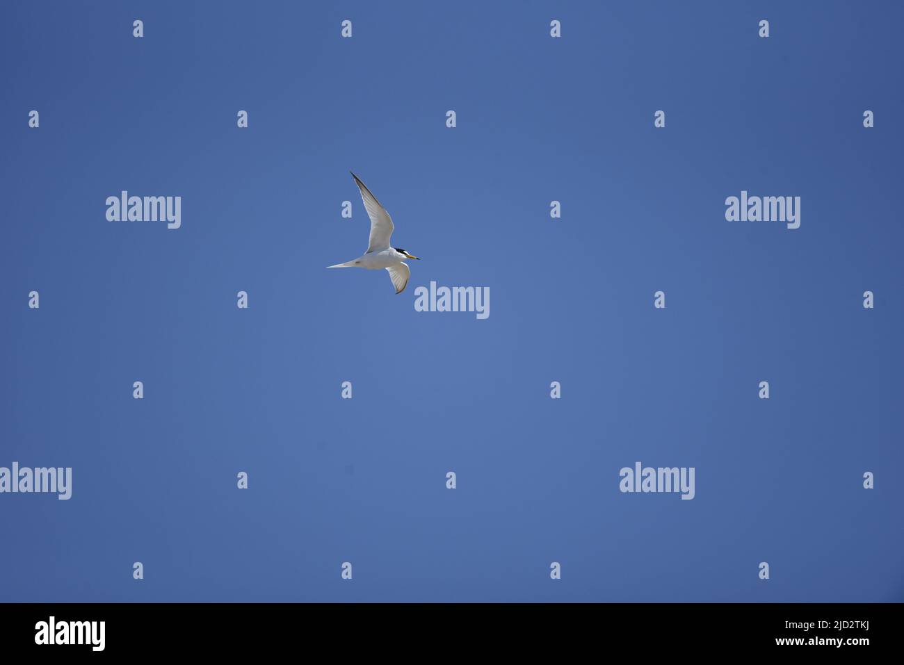 Die sonnenbeschienene kleine Seeschwalbe (Sterna albifrons) fliegt von links nach rechts mit gespreizte Flügel, links vom Bild, gegen einen Hintergrund des blauen Himmels auf der Isle of man, Großbritannien Stockfoto