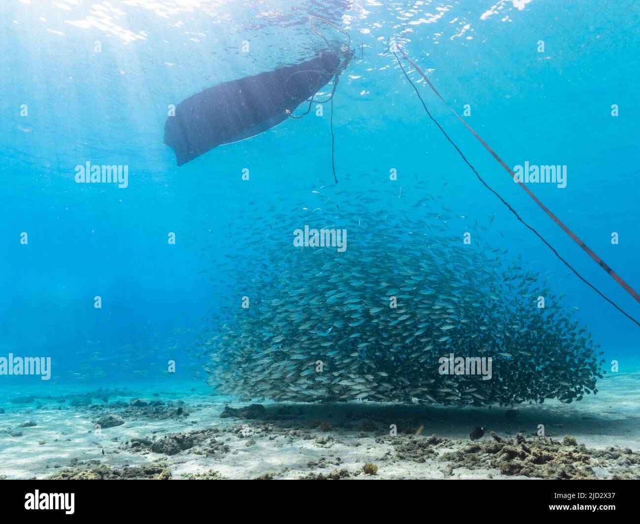 Meereslandschaft mit Bait Ball, Fischschule, Makrelenfisch im Korallenriff der Karibik, Curacao Stockfoto