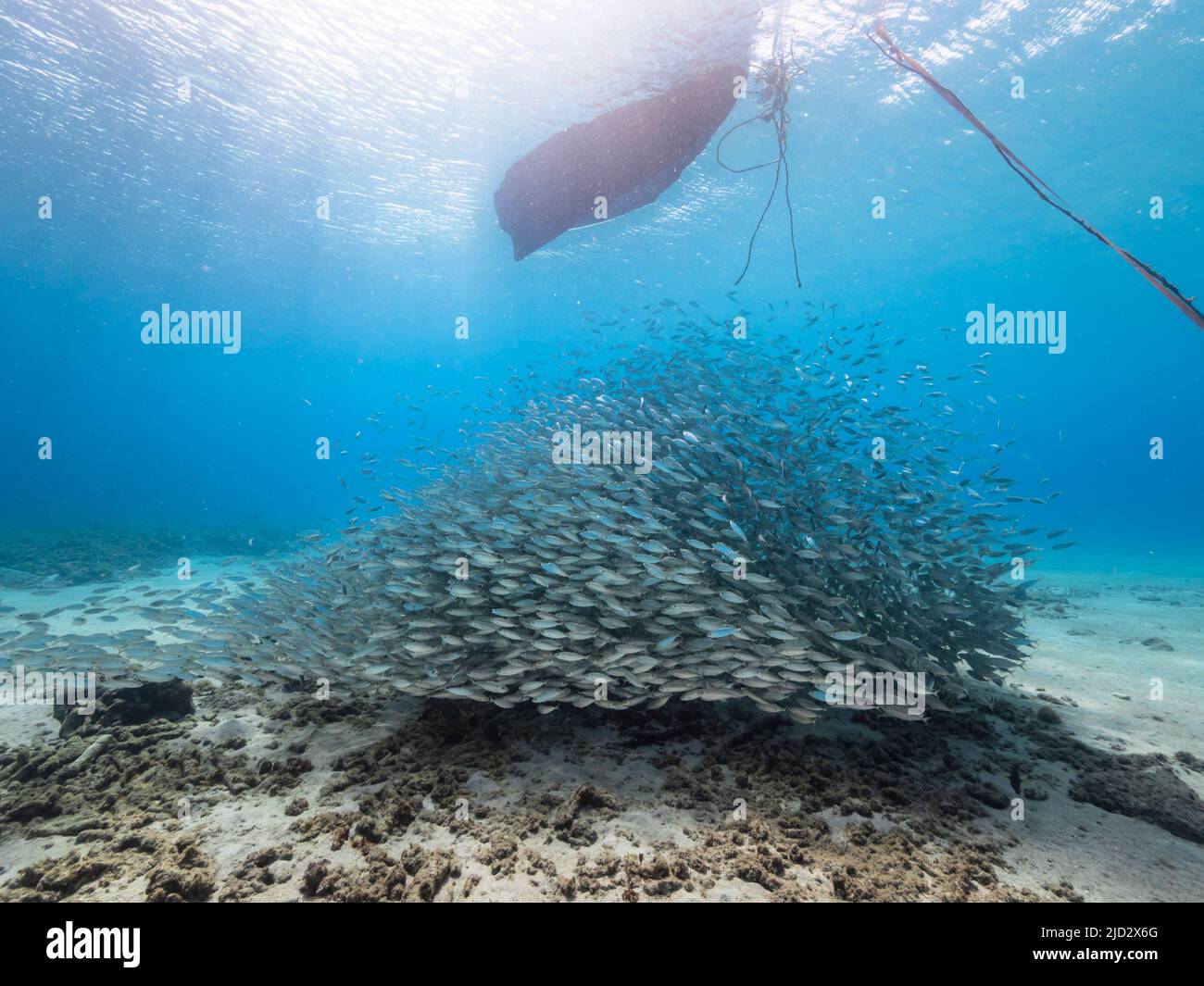 Meereslandschaft mit Bait Ball, Fischschule, Makrelenfisch im Korallenriff der Karibik, Curacao Stockfoto