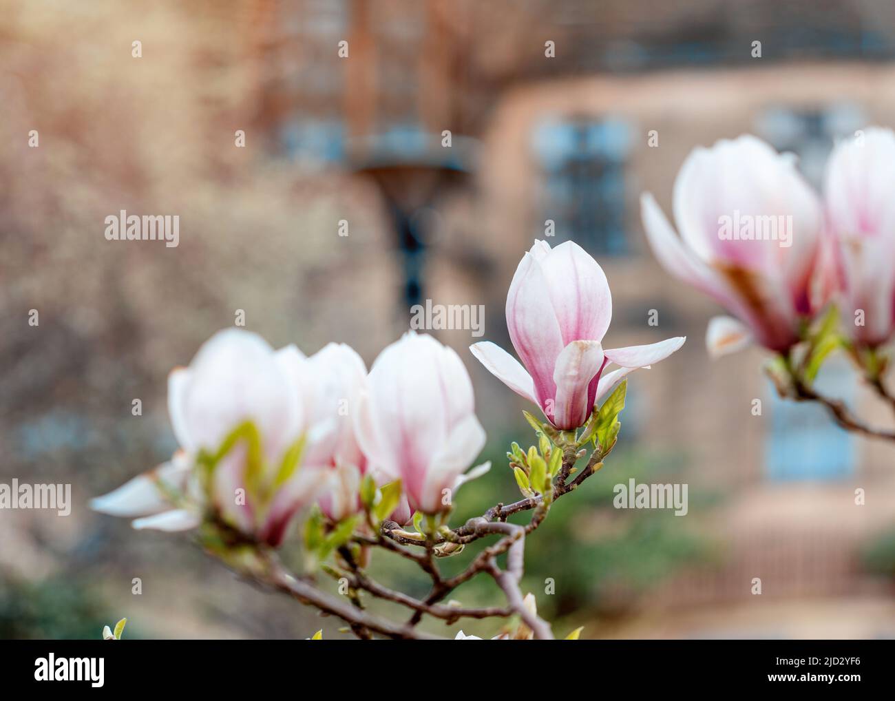 Weiße und rosafarbene Magnolien blühen am Zweig an warmen Frühlingstag Stockfoto
