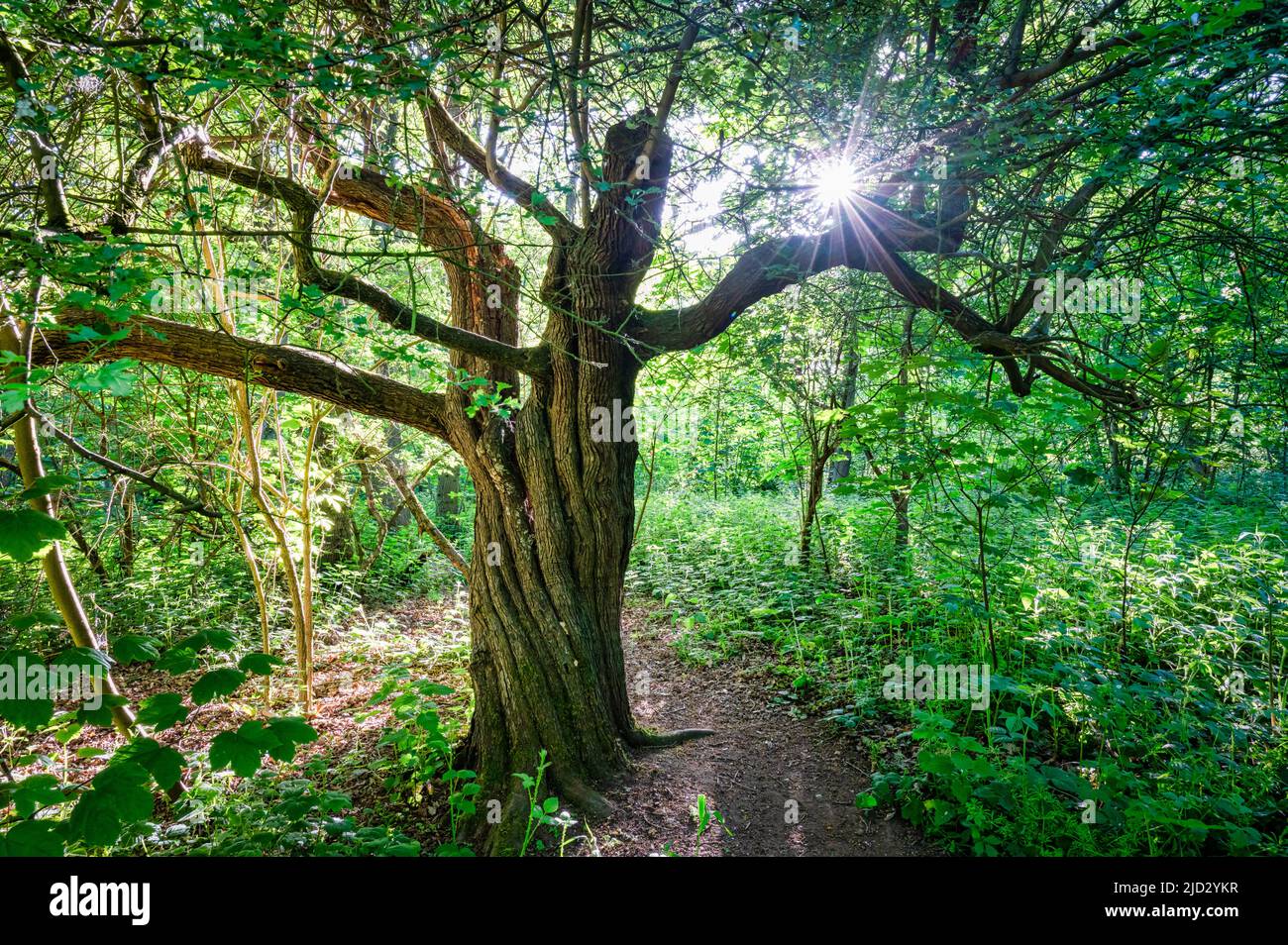 Sonnenlicht, das durch die Blätter eines alten Baumes in England scheint Stockfoto