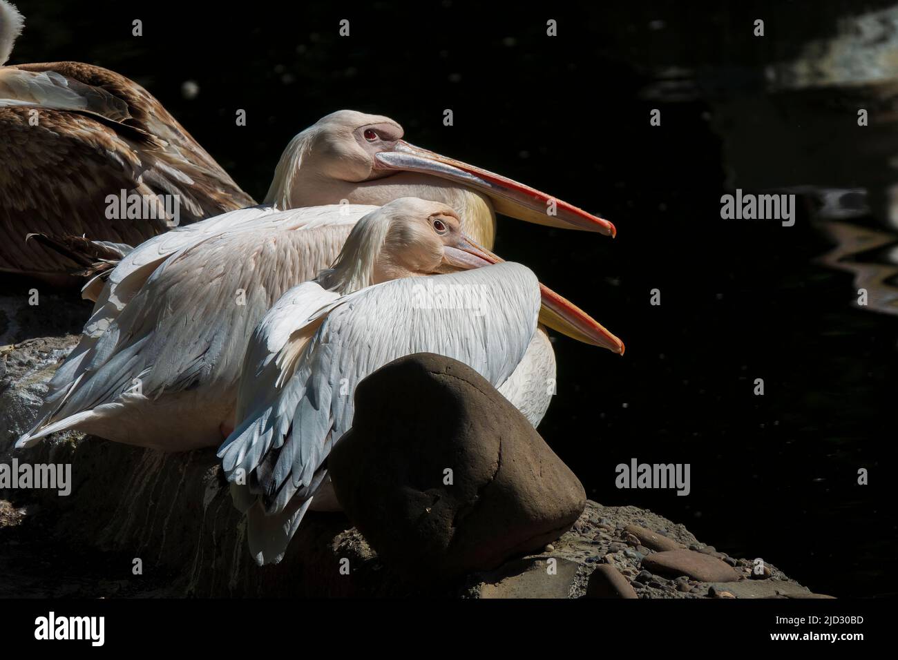 Paar lustige Pelikanvögel im Teich. Wildtiersafari Stockfoto
