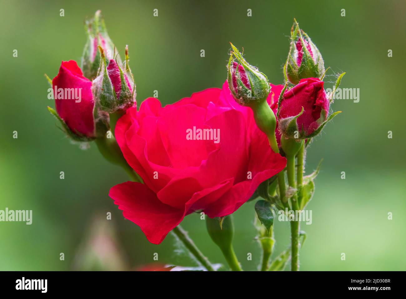 Leuchtend rote Rose und Rosenknospen Stockfoto