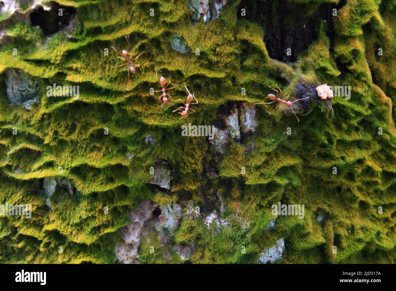 Grüner Baummoos mit wehenden Ameisen Stockfoto