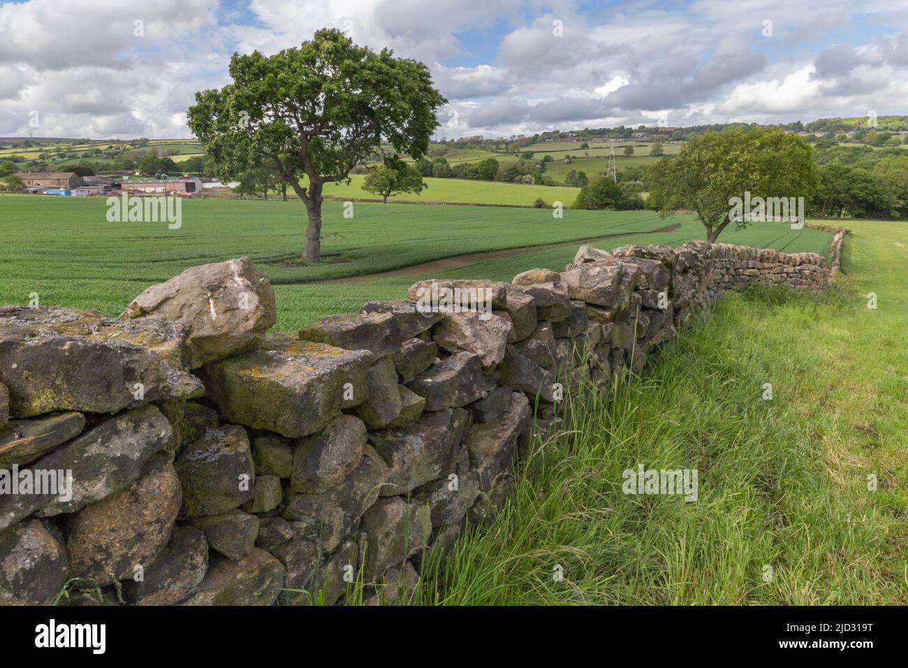 Eine Trockensteinmauer, die Felder auf Ackerland in Baildon, Yorkshire, trennt. Zwei Eichen stehen auf dem benachbarten Feld, wo neue Kulturen wachsen. Stockfoto