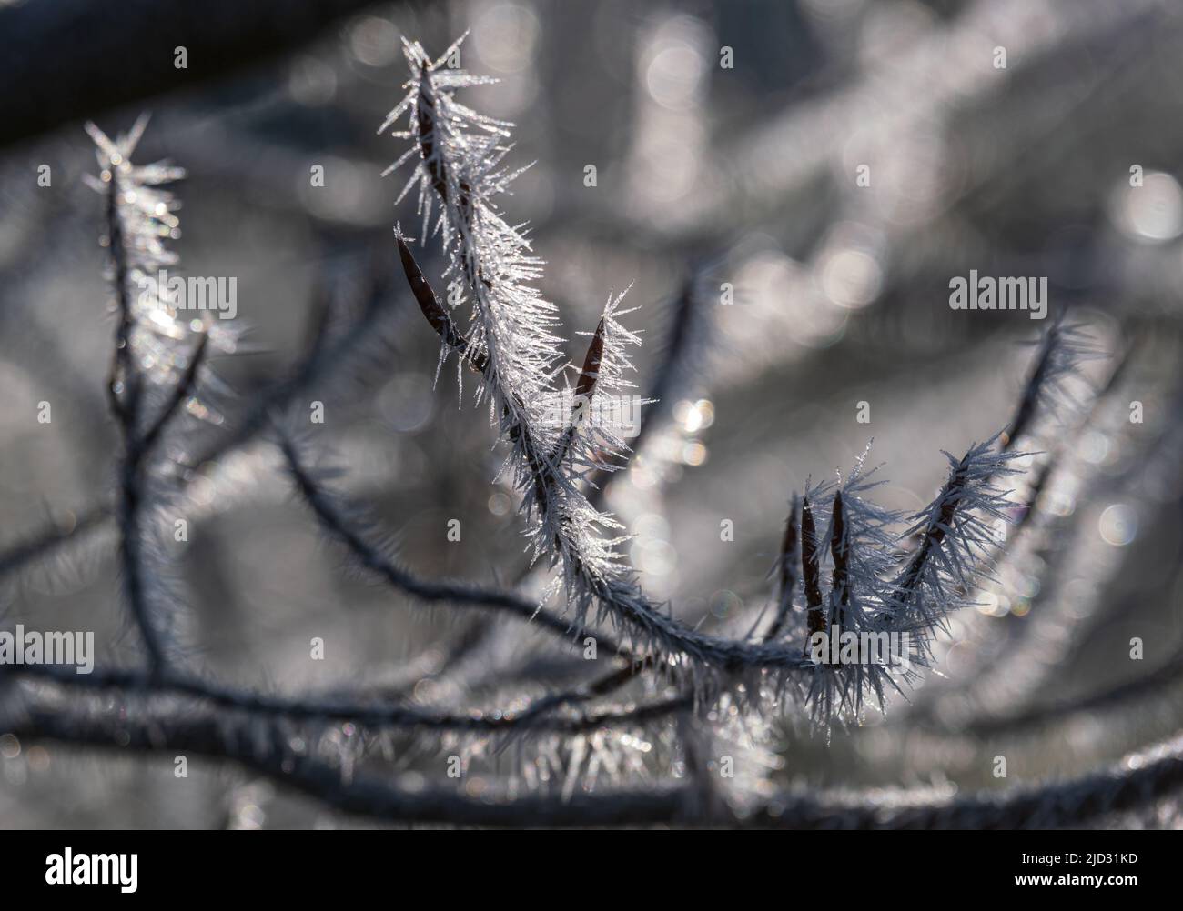 Der Winter kommt. Letzte Herbsttage, morgendlicher Raureif auf Baumzweig. Makro. Stockfoto