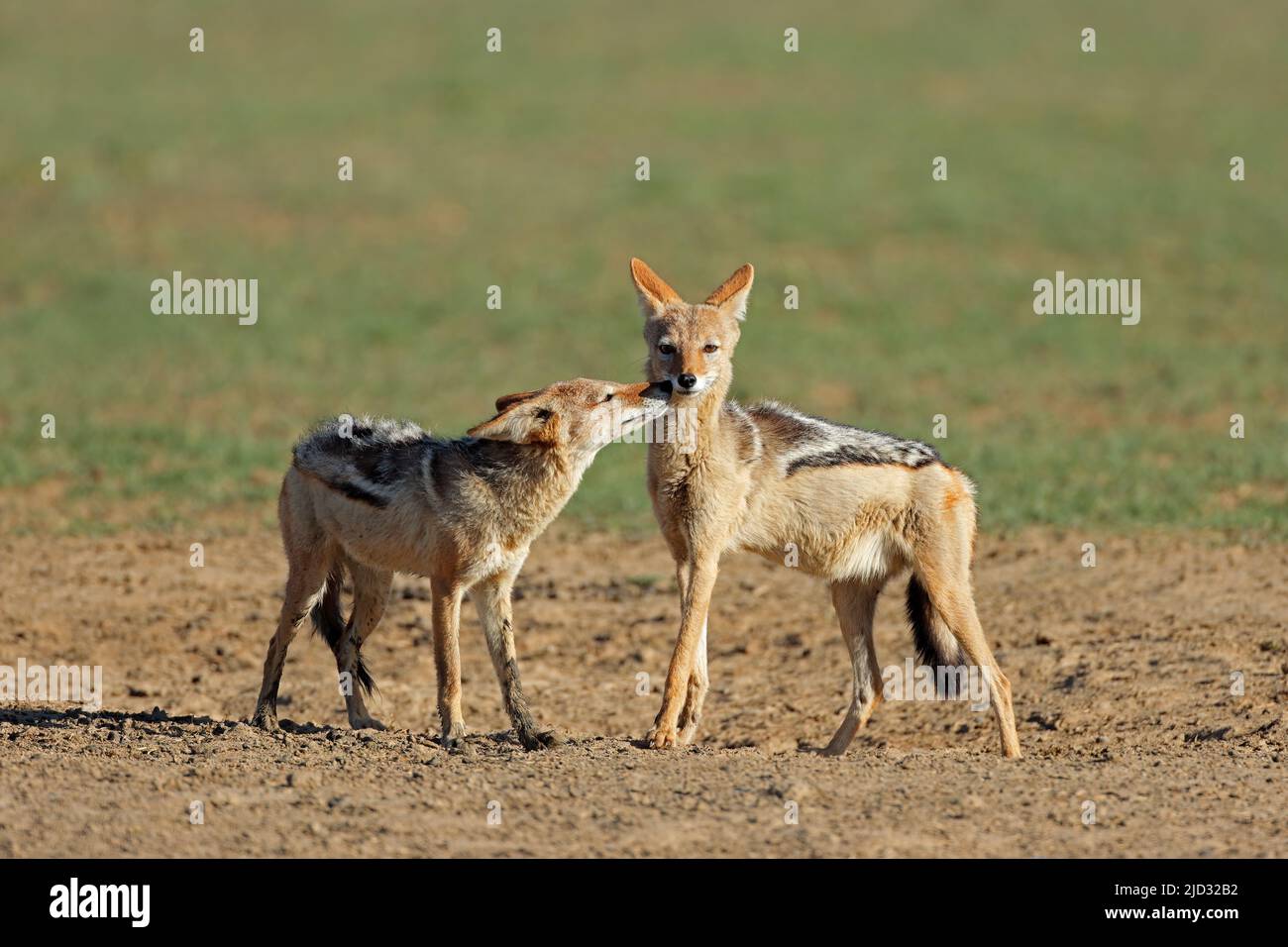 Ein paar Black-backed Schakale (Canis Mesomelas) Kalahari-Wüste, Südafrika Stockfoto