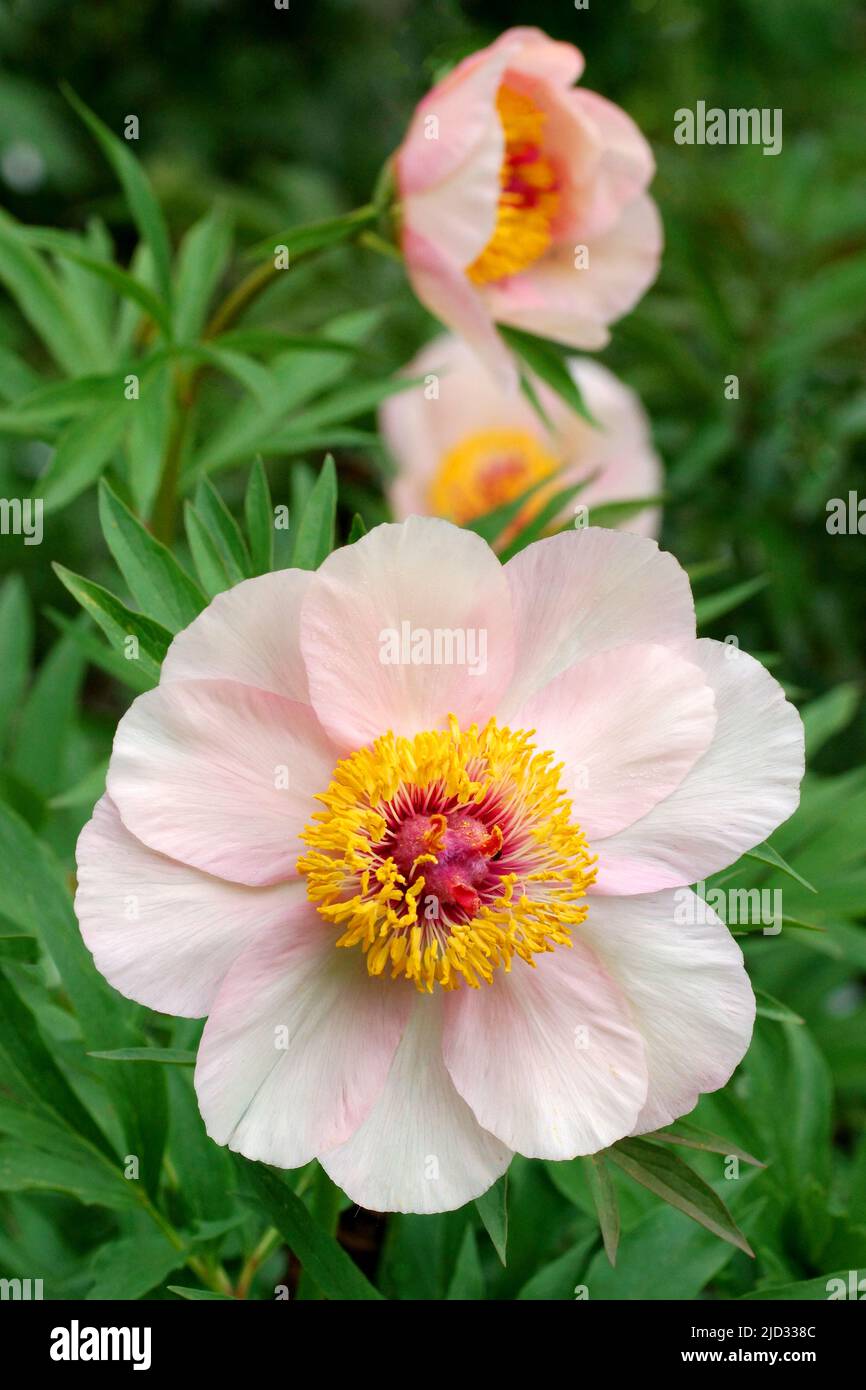 Nosegay Paeonia. Rosa Pfingstrosen Blüten. Wunderschöne rosa Pfingstrosen im Garten. Vertikales Foto. Stockfoto
