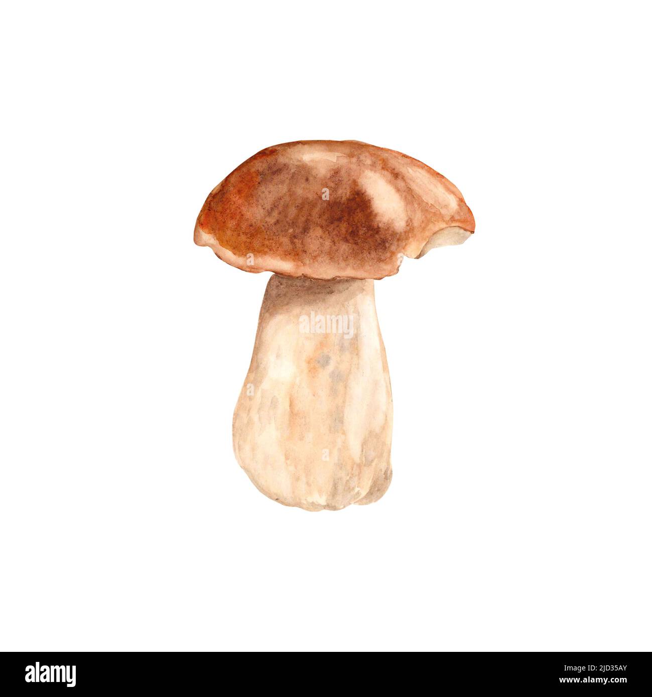 Steinpilz, Steinpilz isoliert auf weißem Hintergrund. Aquarell ...