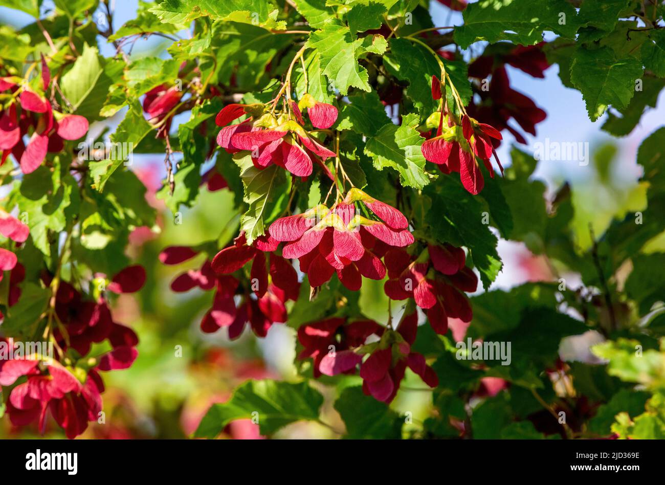 Ein tatarischer Ahornbaum namens Hot Wings mit Haufen roter samaras oder Samenschoten, die im Sommer daran hängen. Stockfoto