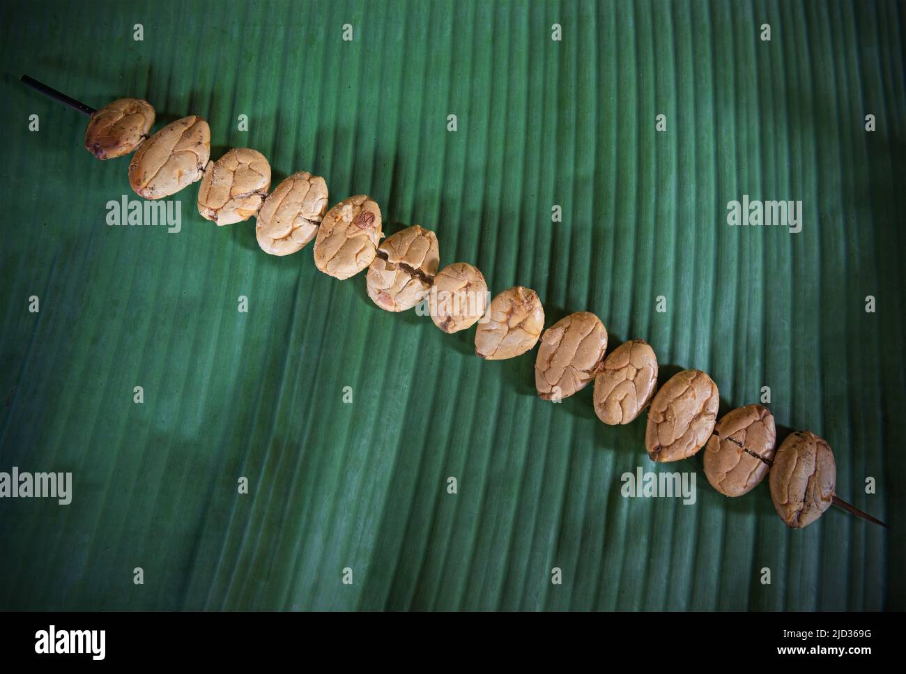 Gegrillte weiße Kakaobohnen Spieß auf Palmblatt ist ein traditionelles Essen im Amazonas Regenwald, Ecuador. Stockfoto