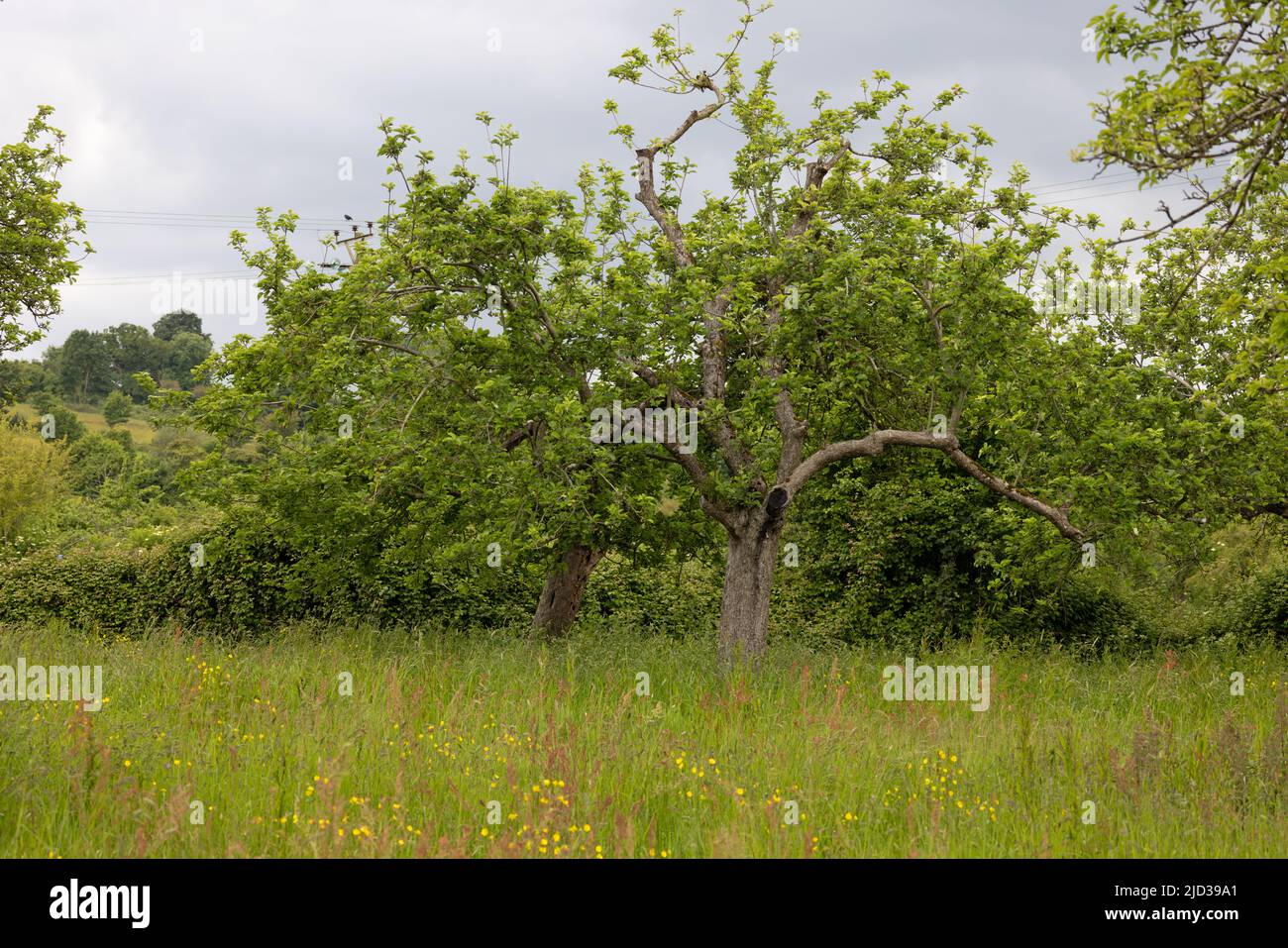 Apfel (Malus domestica) Habitat reifer Obstgarten Glastonbury Somerset GB UK Mai 2022 Stockfoto