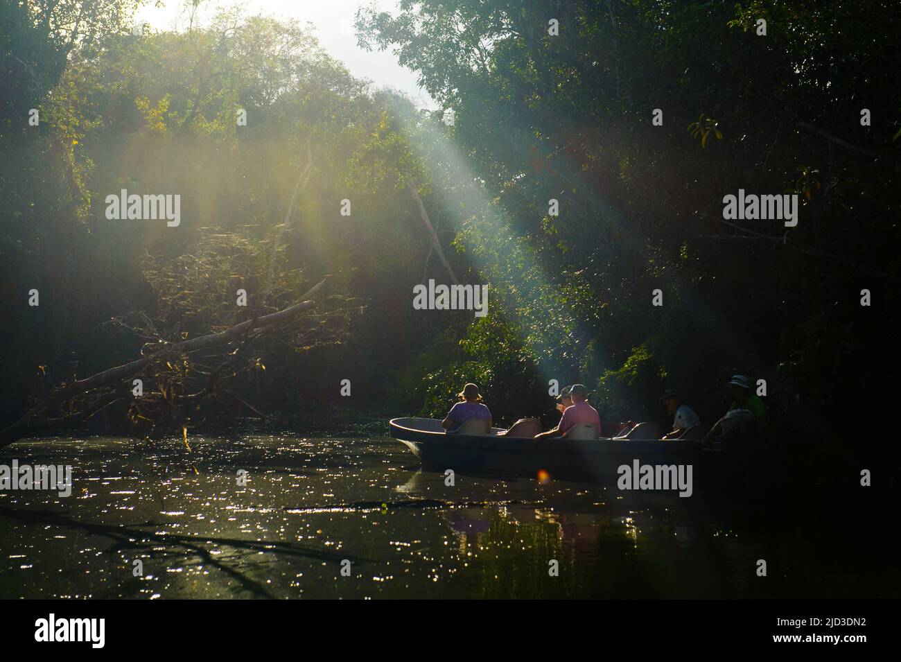 Tour durch den Menaggul River, einem wunderschönen Nebenfluss zum viel größeren Kinabatangan River in Sabah, Borneo Stockfoto