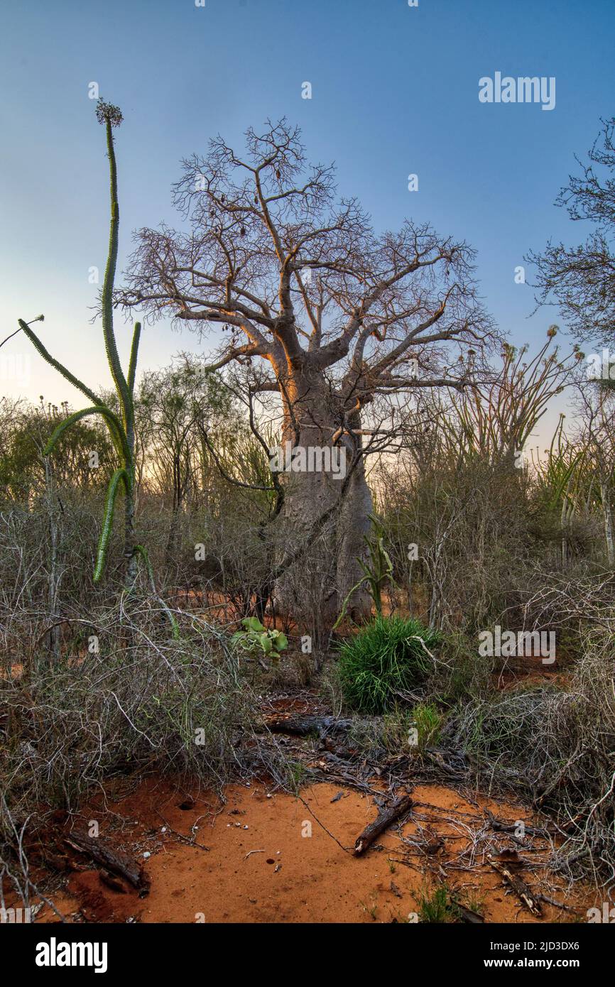 Madagaskar stachelige Dickichte im Berenty Reserve (Anosy), Madagaskar. 48 % der Gattungen und 95 % der plantes-Arten in dieser Region sind endemisch. Der Stockfoto