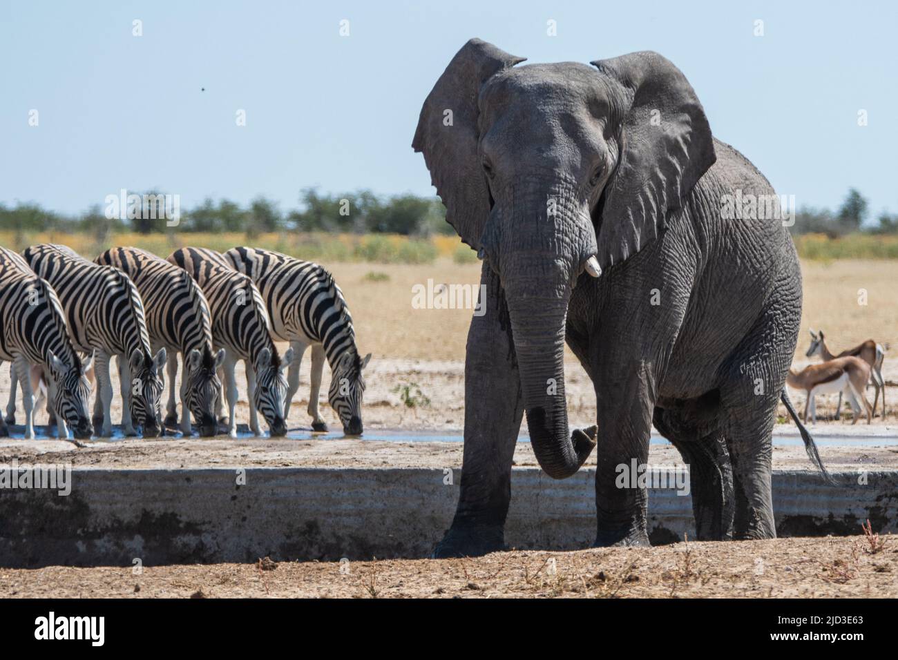 Elefanten- und Zebraherde in Etosha, Namibia Stockfoto