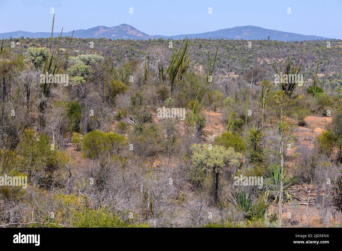 Madagaskar stachelige Dickichte in der Region Bevilany (Anosy), Madagaskar. 48 % der Gattungen und 95 % der plantes-Arten in dieser Region sind endemisch. Stockfoto