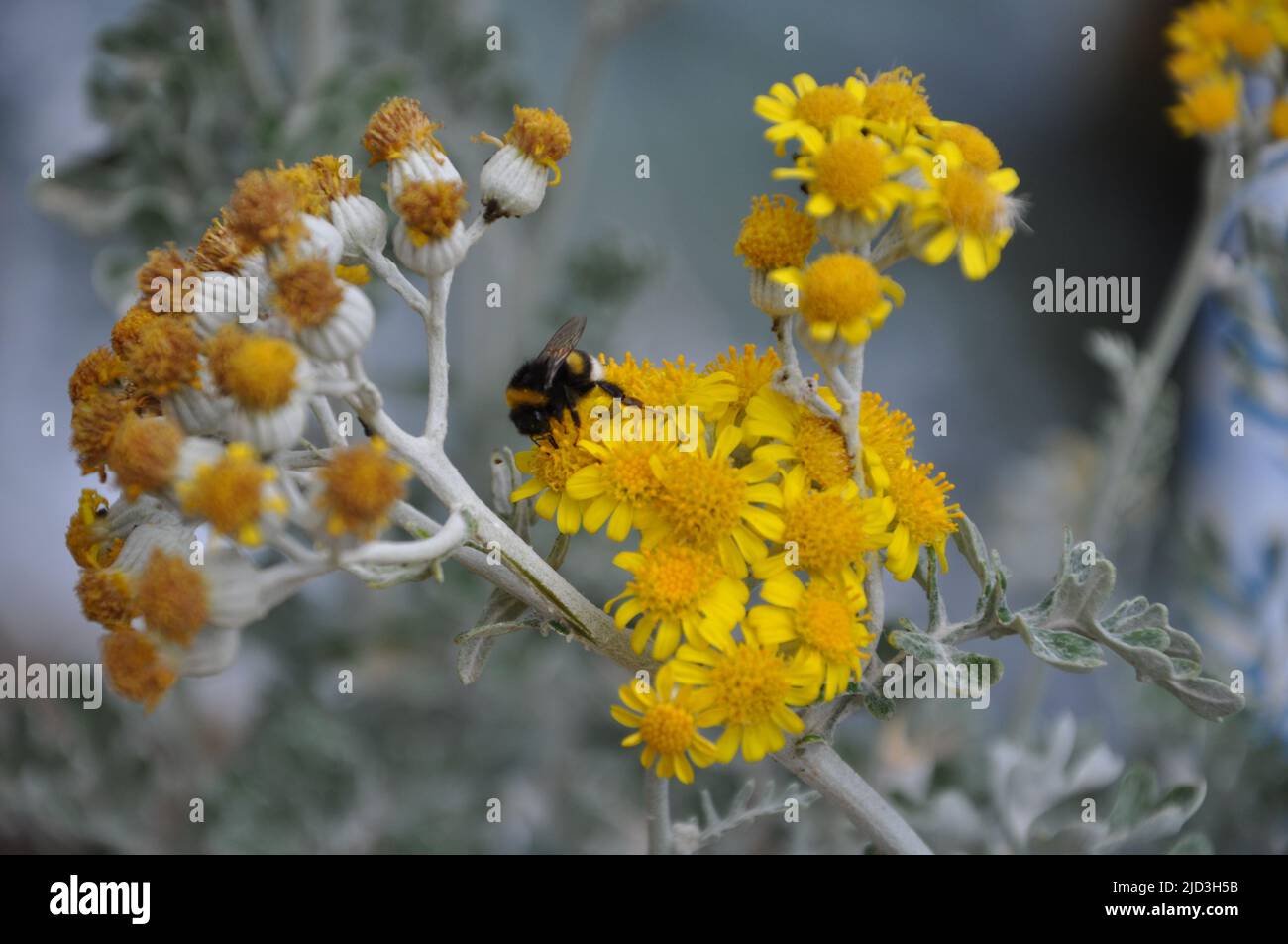 Hummel genießt das Silberragwort (jacobaea maritima).Biene thront auf einer gelben Blume mit grünem Blatthintergrund Stockfoto