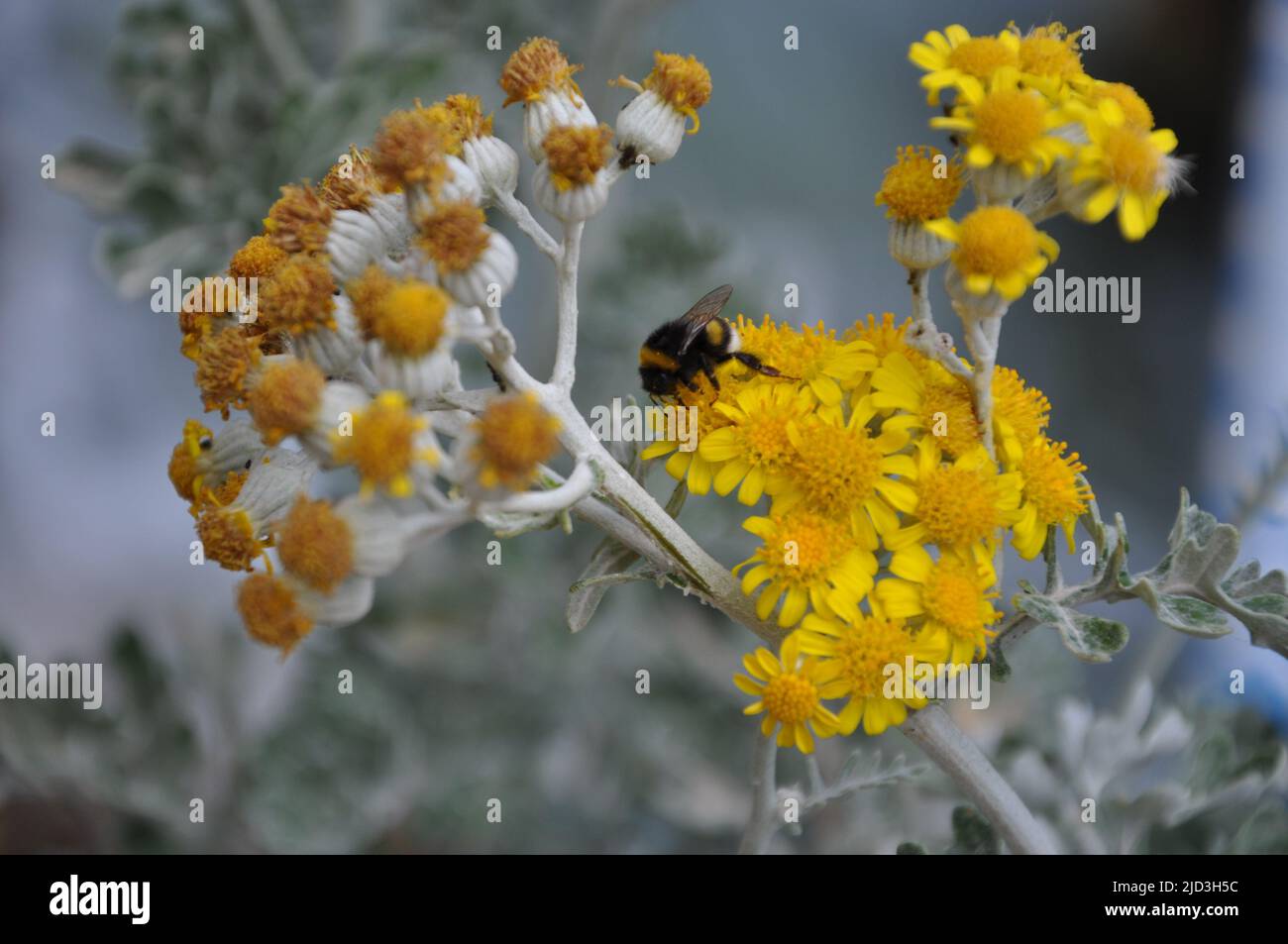 Hummel genießt das Silberragwort (jacobaea maritima).Biene thront auf einer gelben Blume mit grünem Blatthintergrund Stockfoto
