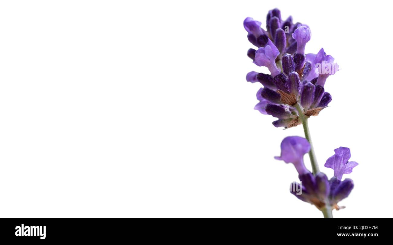 Einzelner Zweig blühender und duftender Lavendelblüte isoliert auf Weiß. Speicherplatz kopieren Stockfoto