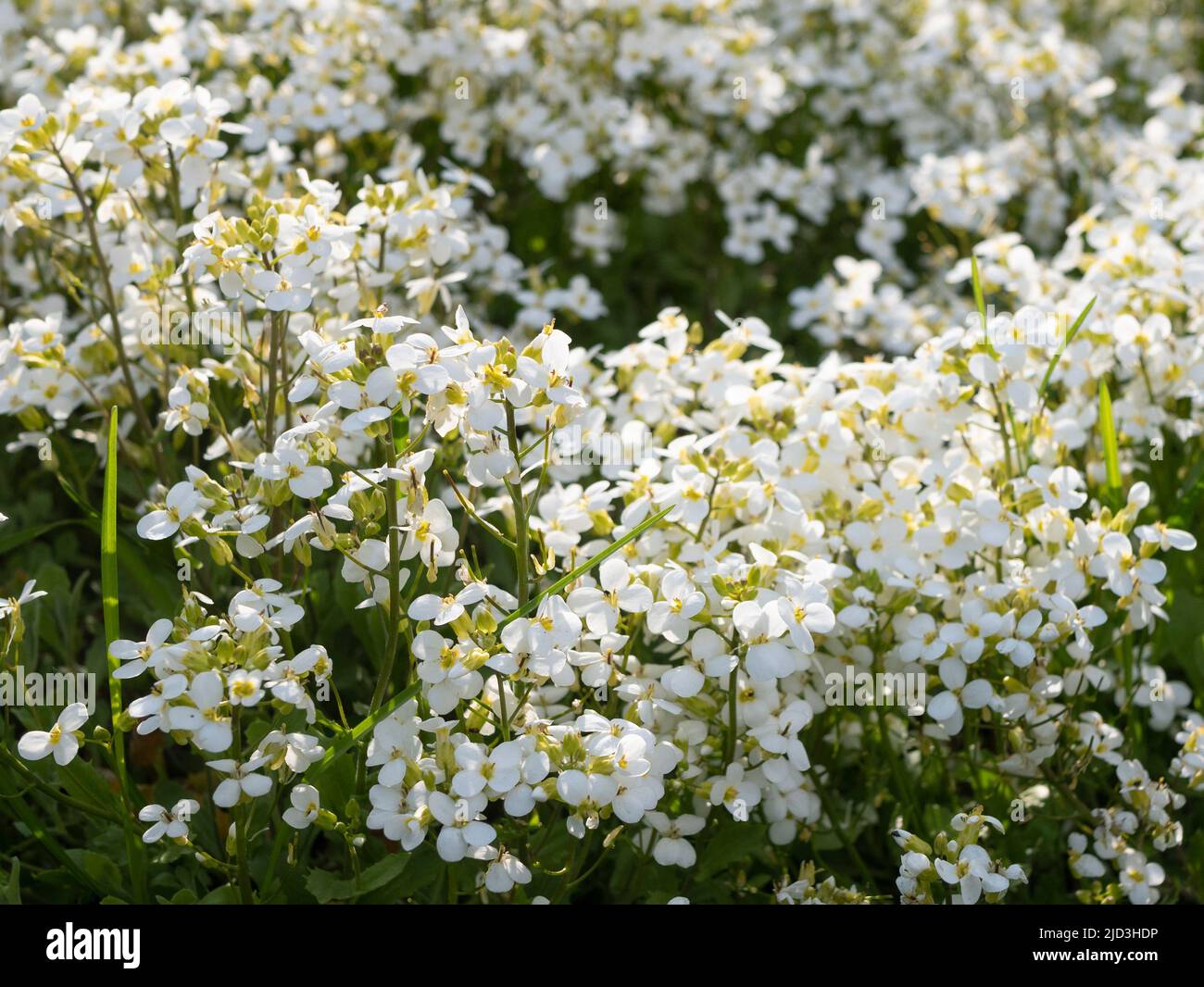 Mehrjährige krautige Pflanze. Zarte weiße Blüten, selektiver Fokus. Reichlich weiß blühend Stockfoto