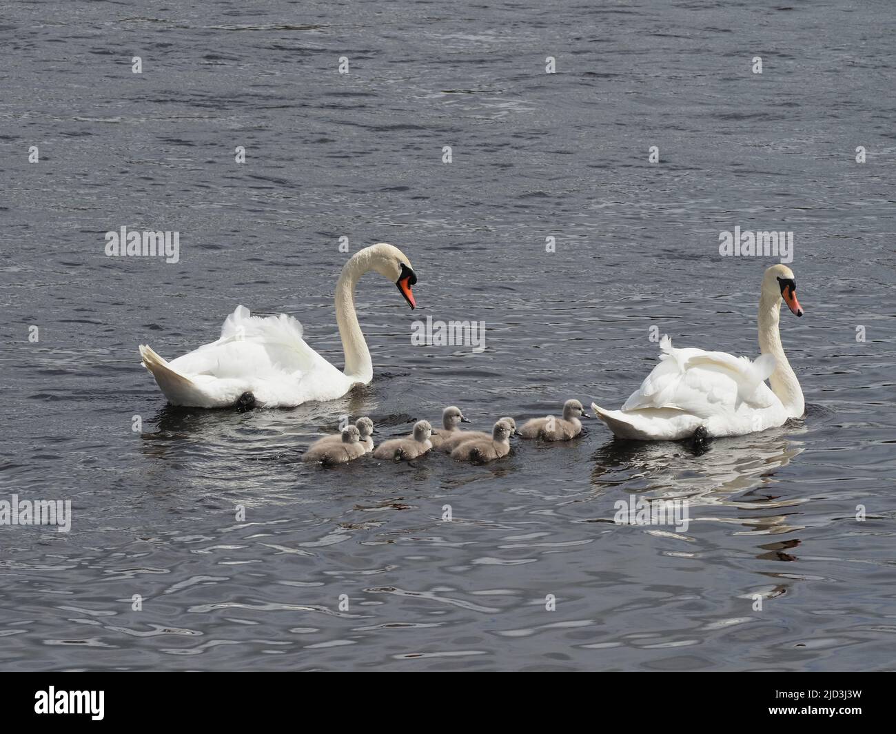 Ein Floß von sieben, drei Tage alten Cygnus olor Cygnets, die von ihrer Mutter und ihrem Vater an einem hellen, sonnigen Tag geführt werden. Stockfoto