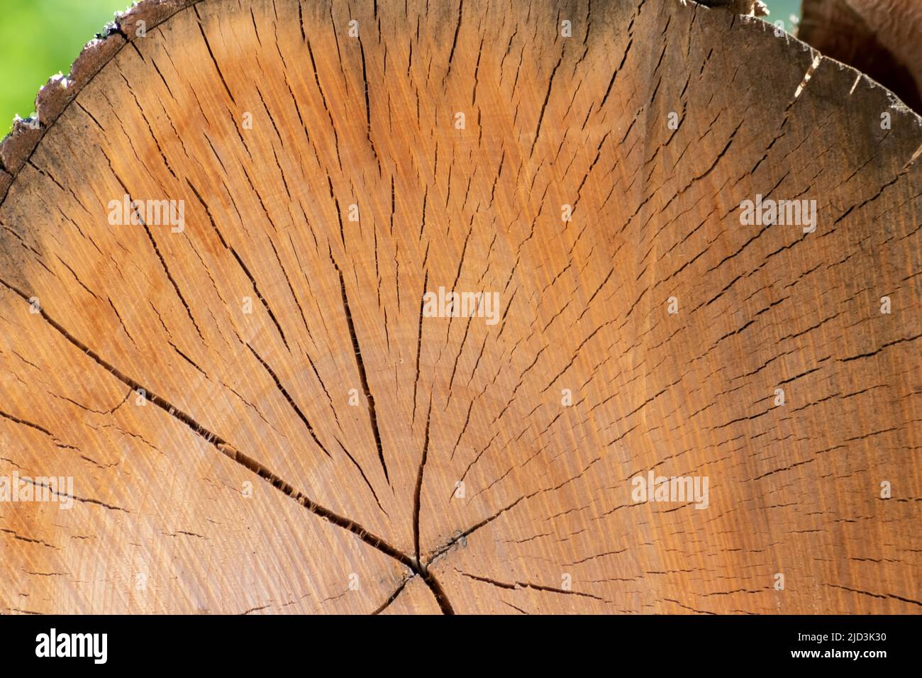 Nach der Entwaldung, die als Holzstapel gestapelt wurde, wurde die Baumscheibe aus Bauholz geschnitten, die Jahresringe und das Alter der Bäume für die Holz- und Holzindustrie zeigt Stockfoto