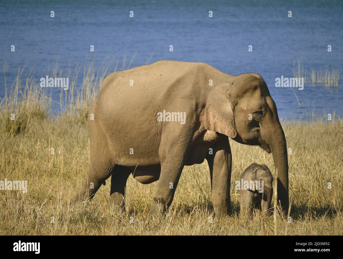 Indische Elefantenmutter und Kalb (Elephas maximus) bei Dhikala. Jim-Corbett-Nationalpark, Indien Stockfoto