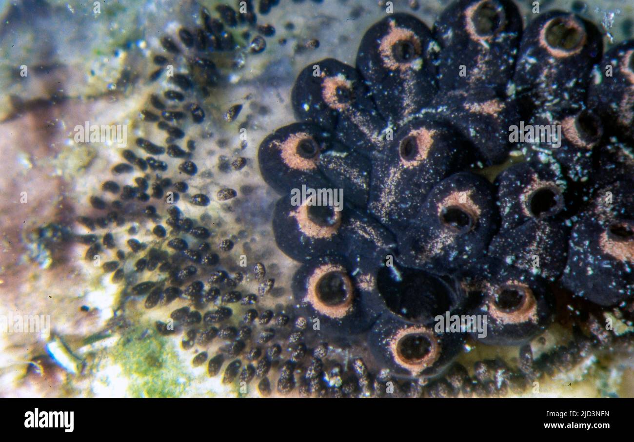 Neue Zooide formin als die Kolonie von Meeresspritzern (Pycnoclavella sp.?) repliziert. Aquariumphoto Stockfoto