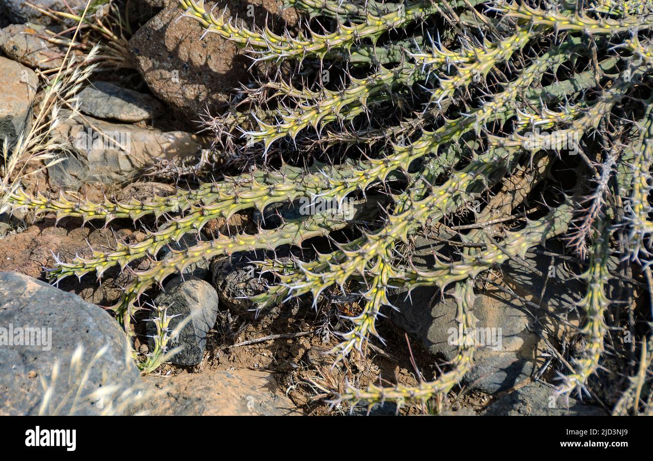 Die Qualle (Möglicherweise E. unligiana) aus Engaruka, Tansania. Stockfoto