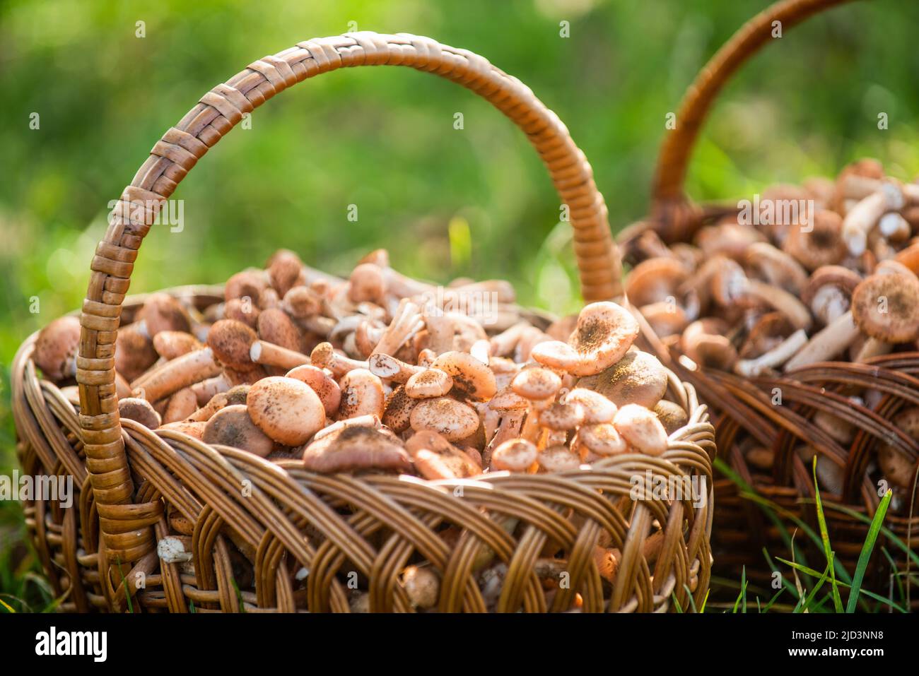 Pilze im Korb. Köstliche frisch gepflückte Wildpilze aus dem heimischen Wald, Pilze in einem Weidenkorb auf einem grünen Gras. Korbkorb Stockfoto